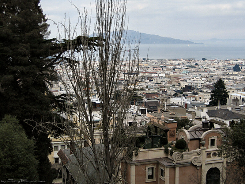A Pacific Heights view of San Francisco