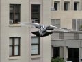 A Pigeon in flight