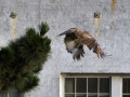 Red-tailed Hawk Flying Off