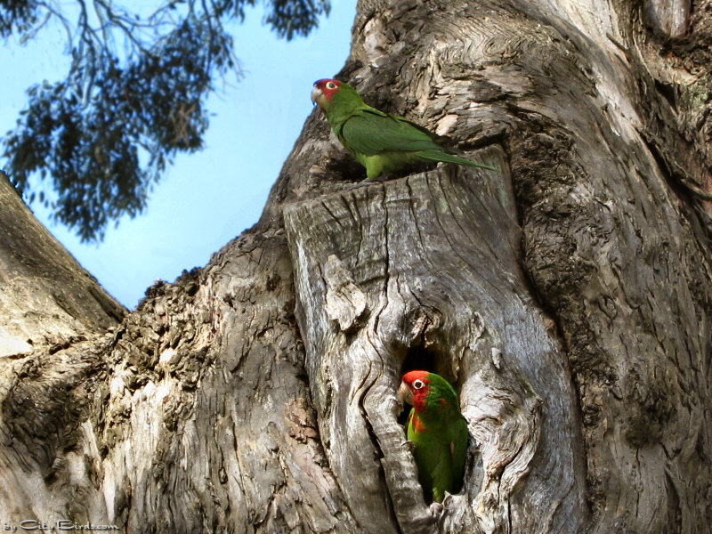 Feral Parrots at Lafayette Park, SF