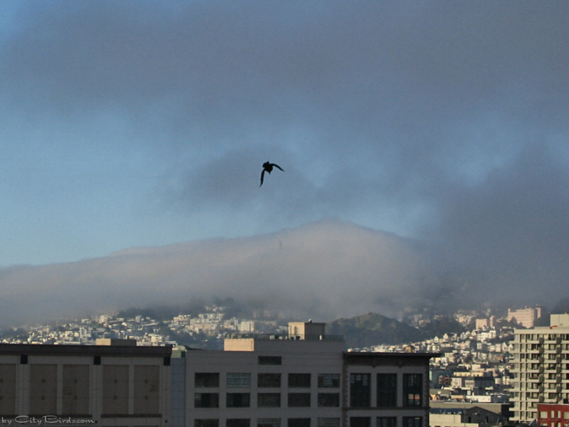 A Crow flying Toward the Moist Fog