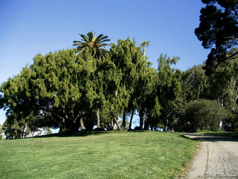 A view of Lafayette Park, San Francisco