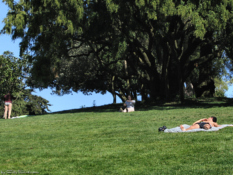 Sunbathers at Lafayette Park, San Francisco