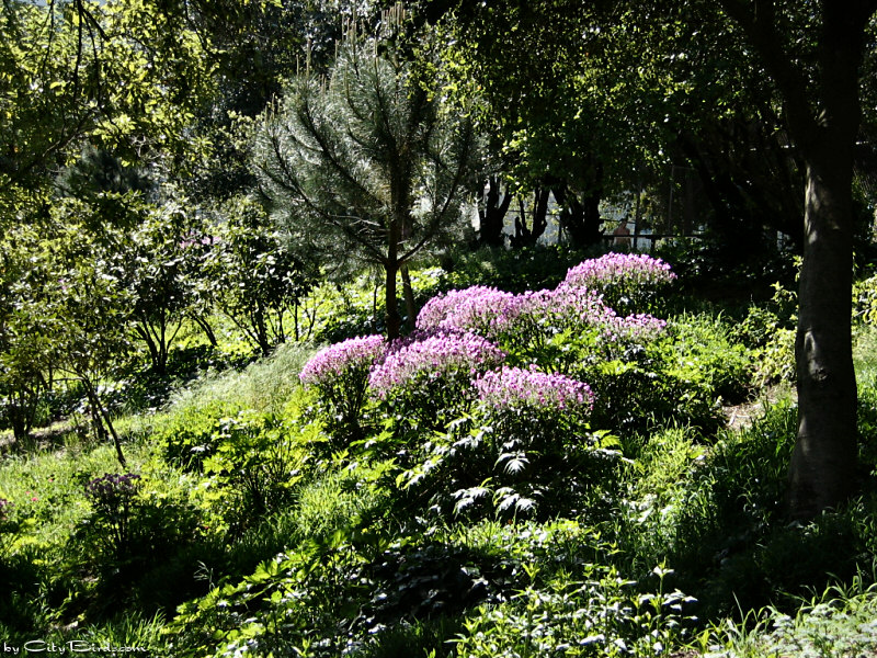 Flowers, trees, beauty in San Francisco's Lafayette Park