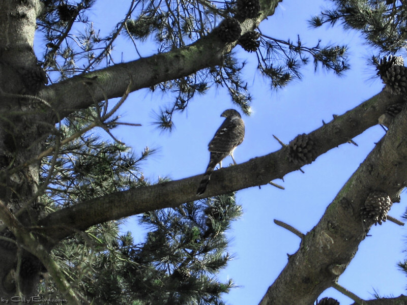 Sharp-shinned Hawk on Old-growth Pine
