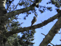 A Sharp-shinned Hawk Staying Cool During a Heatwave