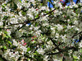 Flowering Tree at Lafayette Park, San Francisco