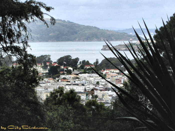 Fort Mason, San Francisco plus part of Alcatraz Island and the Marin Headlands.  A City Birds digital photo.