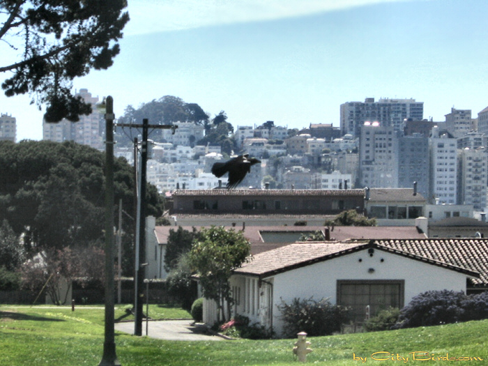 A Crow at Fort Mason, San Francisco.  A City Birds digital photo.