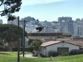 The Crows of Fort Mason