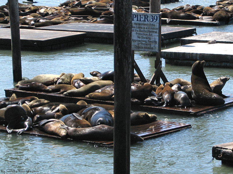 Sea Lions, Pier 39, San Francisco