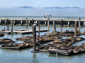 Sea Lions, Pier 39, San Francisco