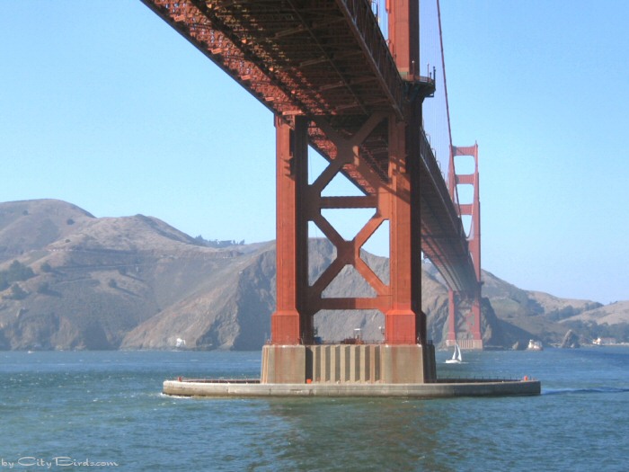 Golden Gate Bridge.   A City Birds digital photo.
