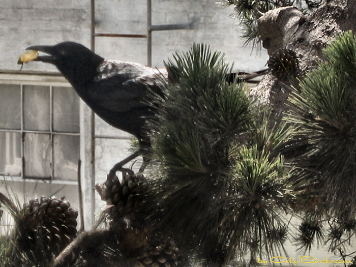 Crow with yellow pepper.   A City Birds digital photo.