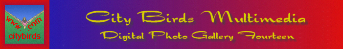 To City Birds Home Page