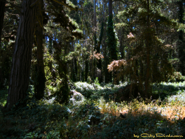 Forest at the Presidio of San Francisco.   A City Birds digital photo.