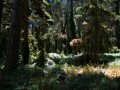 San Francisco Presidio Forest