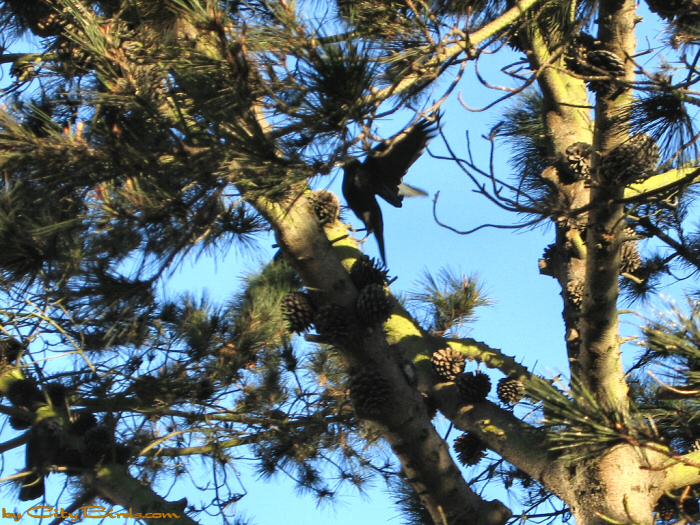 Crows on Old-growth pine -- scene one.  A City Birds digital photo.