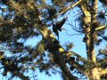 Crows on Old-growth Pine