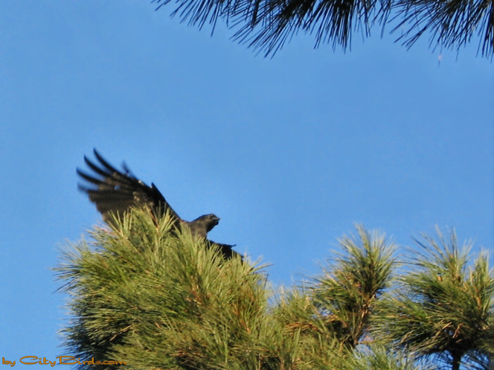 Crows on Old-growth pine -- scene two.  A City Birds digital photo.