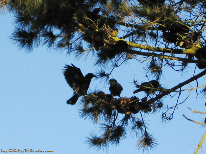 Crows on Old-growth pine -- scene three.  A City Birds digital photo.