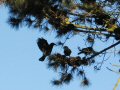 Crows on Old-growth Pine