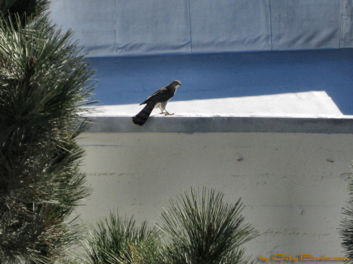 A resting Cooper's Hawk.  A City Birds digital photo.