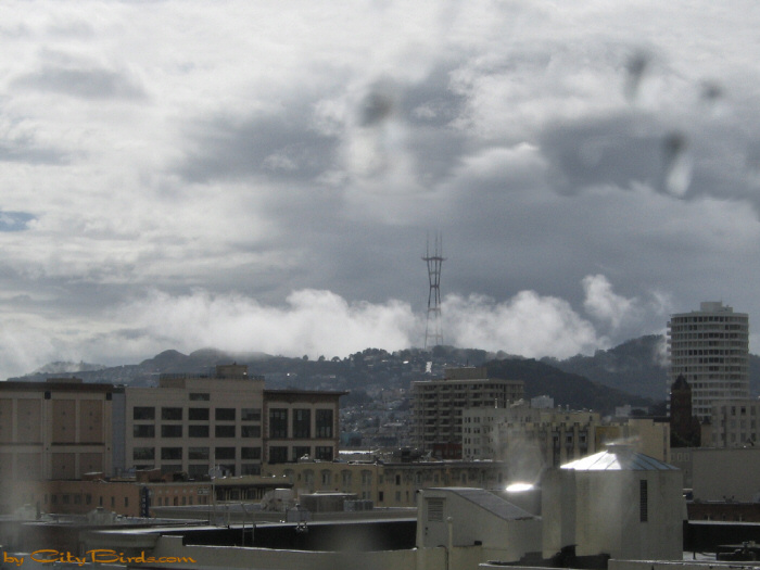 First rain of 2004 in San Francisco.  A City Birds digital photo.