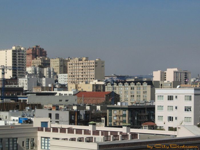Indian Summer, View Two, in San Francisco.  A City Birds digital photo.