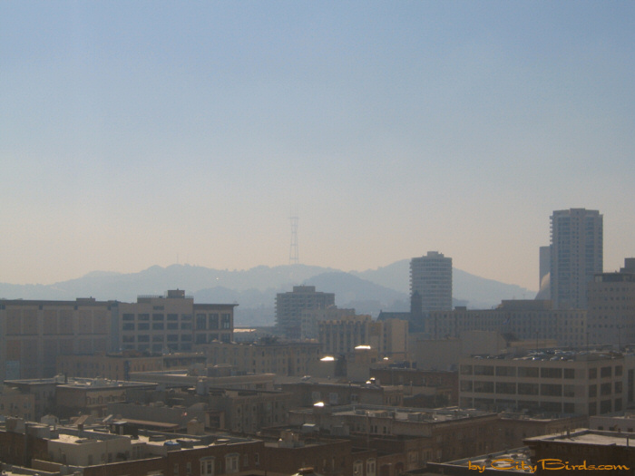 Indian Summer, View Four, in San Francisco.  A City Birds digital photo.