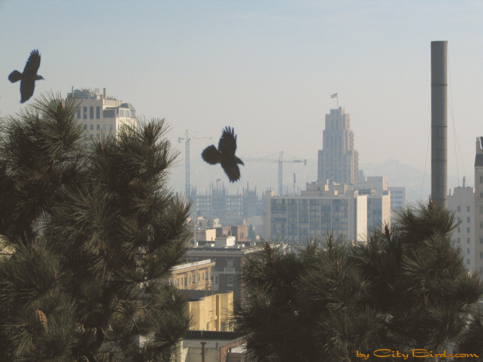 Two Ravens during Indian Summer 2004, in San Francisco, View Five.  A City Birds digital photo.