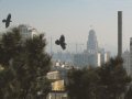 Two Ravens during Indian Summer 2004, in San Francisco