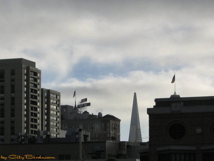 Morning fog over San Francisco's Financial District.  A City Birds digital photo.