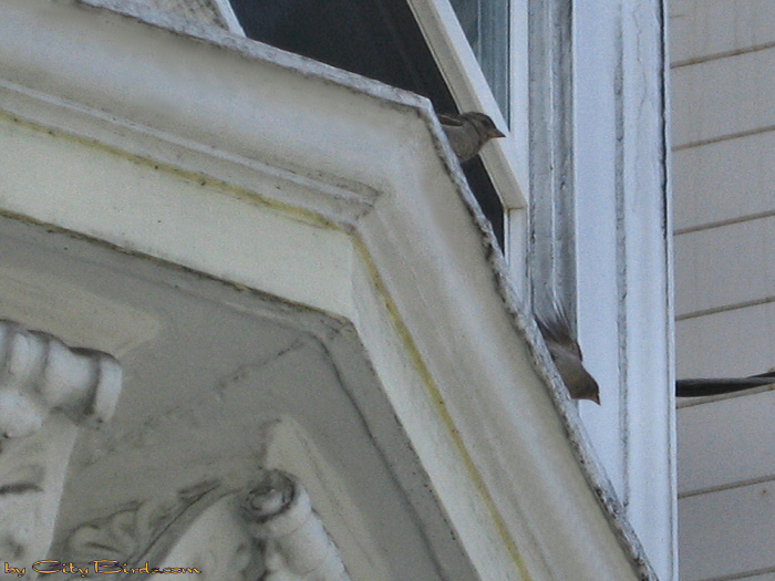 House Sparrows foraging food in San Francisco  A City Birds digital photo.