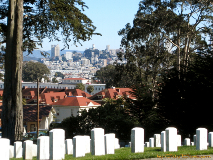 Views from San Francisco National Cemetery.  A City Birds digital photo.