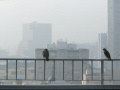 Robin and Starling visit.  A City Birds digital photo.