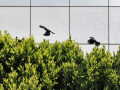 Blackbirds at San Francisco's Civic Center.  A City Birds digital photo.
