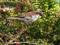 House Sparrow at Union Square, San Francisco.  A City Birds digital photo.