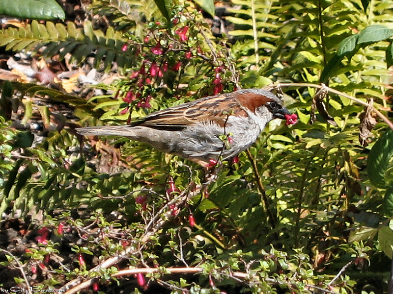 House Sparrow at Union Square, San Francisco
