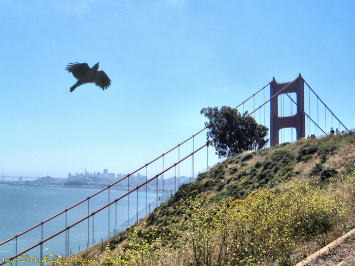 A Raven at the Golden Gate Bridge.  A City Birds digital photo.