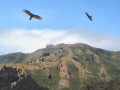 Hawk Hill Near the Golden Gate Bridge.  A City Birds digital photo.