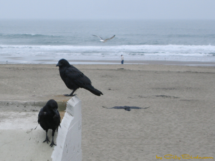 Ravens at Ocean Beach, San Francisco.