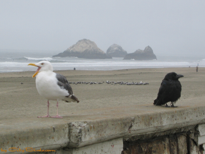 Ravens and Gulls at Ocean Beach, San Francisco.