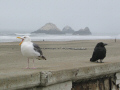 Ravens and Gulls, San Francisco.  A City Birds digital photo.