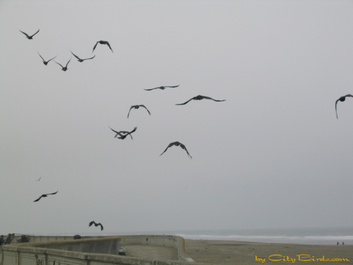 Ravens in Flight at Ocean Beach, San Francisco.