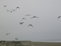 Ravens in Flight, Ocean Beach, San Francisco.  A City Birds digital photo.