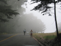 Foggy Presidio Forest, San Francisco.
