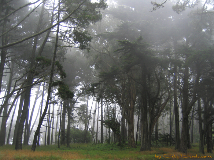 Foggy Presidio Forest, San Francisco.