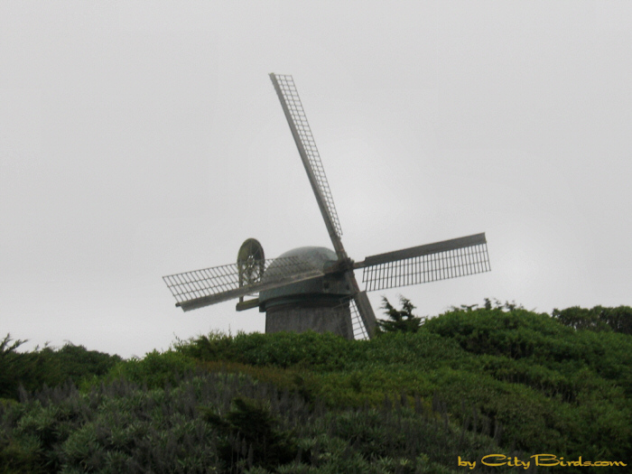 Dutch Windmill, San Francisco.
