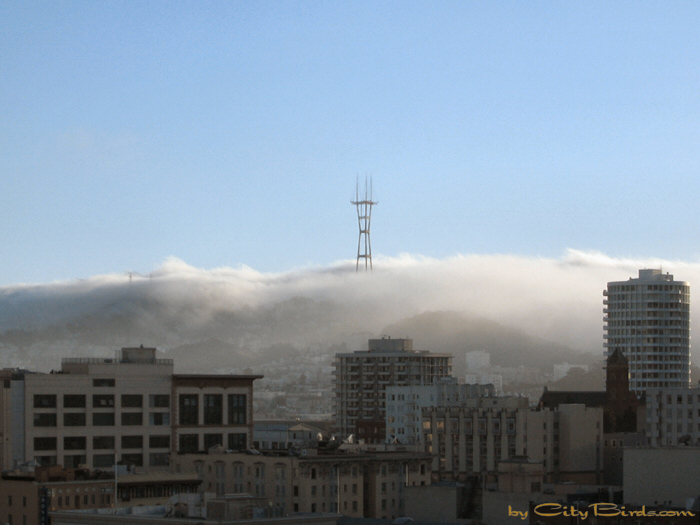 Fog covered San Francisco Hills.